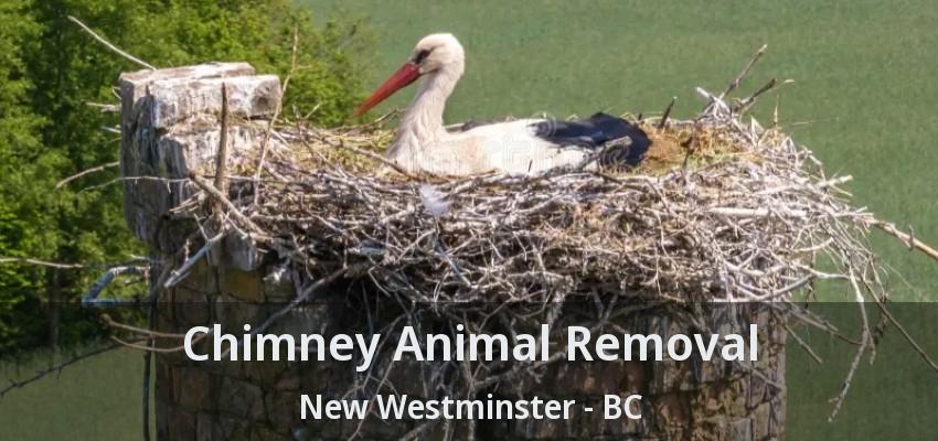 Chimney Animal Removal New Westminster - BC