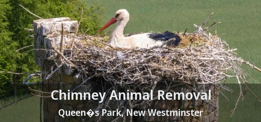 Chimney Animal Removal Queen�s Park, New Westminster - BC