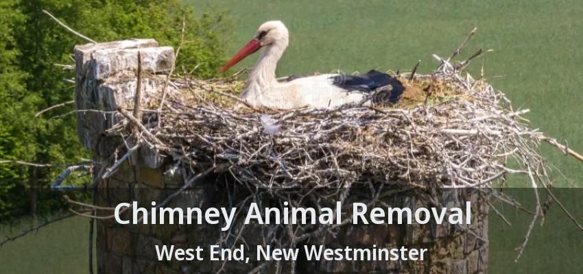Chimney Animal Removal West End, New Westminster - BC