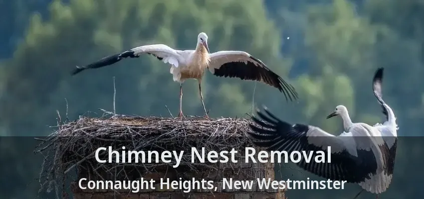 Chimney Nest Removal Connaught Heights, New Westminster - BC