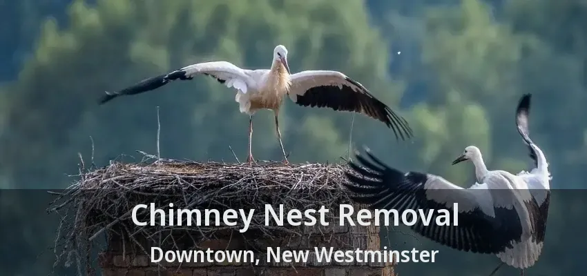 Chimney Nest Removal Downtown, New Westminster - BC